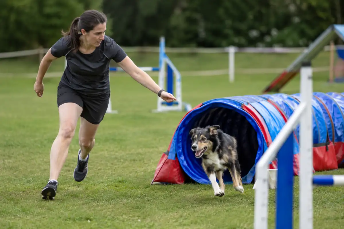 Un chien franchit un tunnel d’agility canine sur un parcours extérieur tandis que son conducteur le guide en courant.