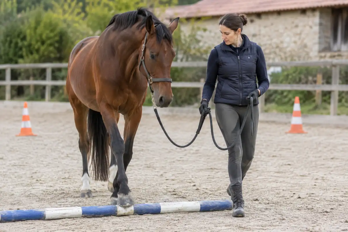 Une personne guide à pied un cheval en licol sur une barre au sol pendant une séance d’agility équestre en carrière.