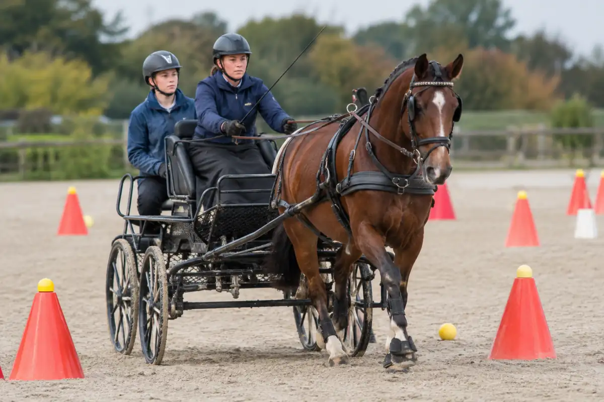 Un meneur et son groom conduisent un cheval attelé à une voiture sur un parcours de cônes en compétition d’attelage équestre.