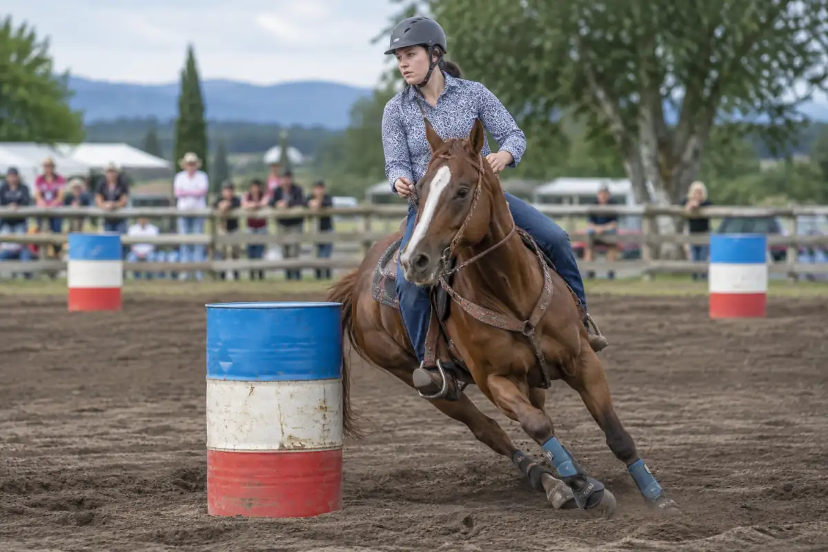 Un cavalier en casque conduit son cheval autour d’un tonneau lors d’un parcours de barrel racing en carrière.