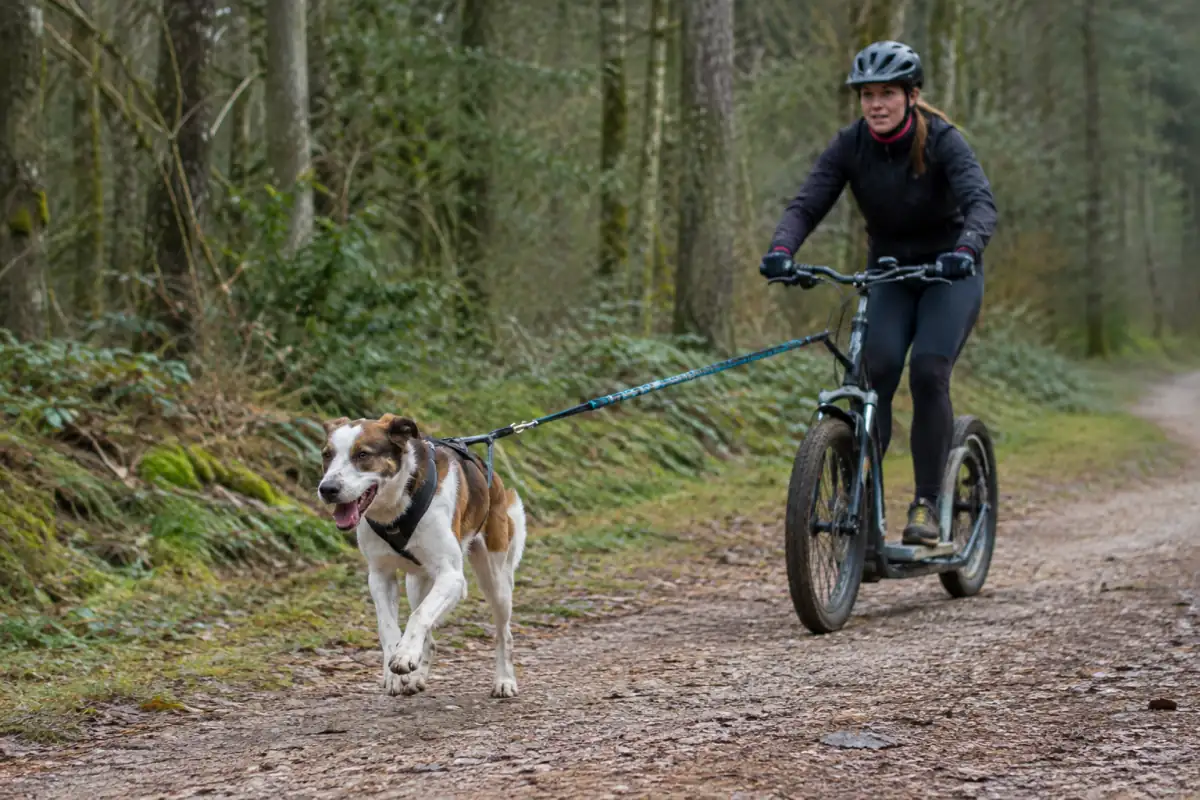 Un chien en harnais tracte une trottinette tout-terrain sur un chemin forestier, son conducteur porte un casque.