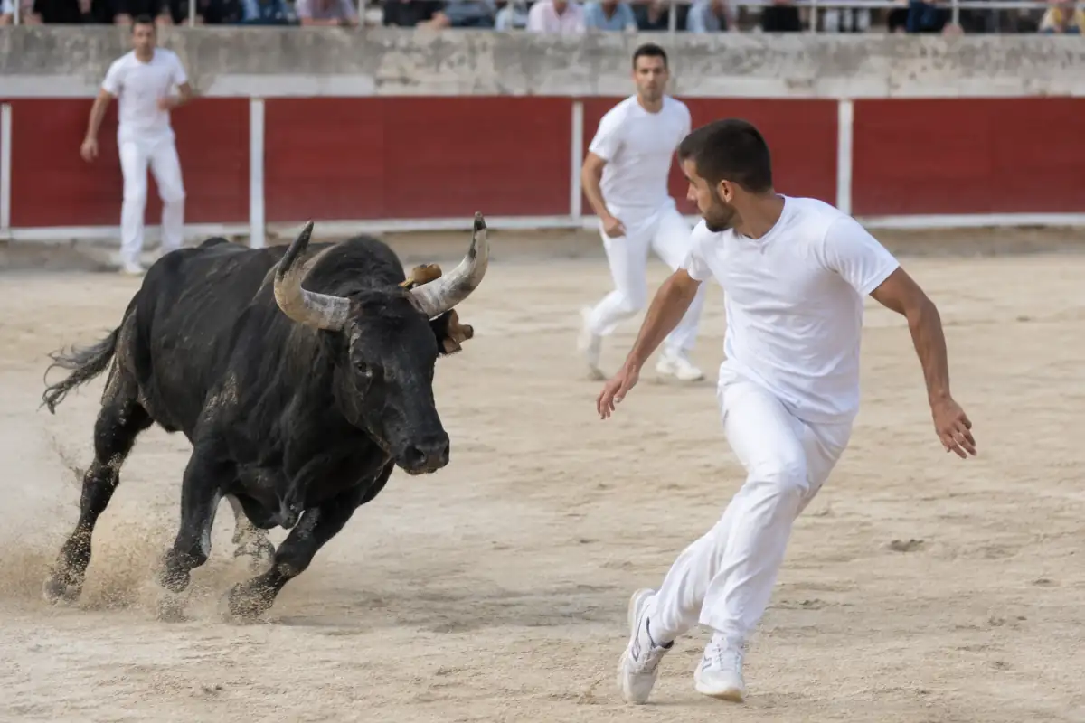 Un raseteur en blanc tente un raset devant un taureau camarguais dans une arène de sable du sud de la France.