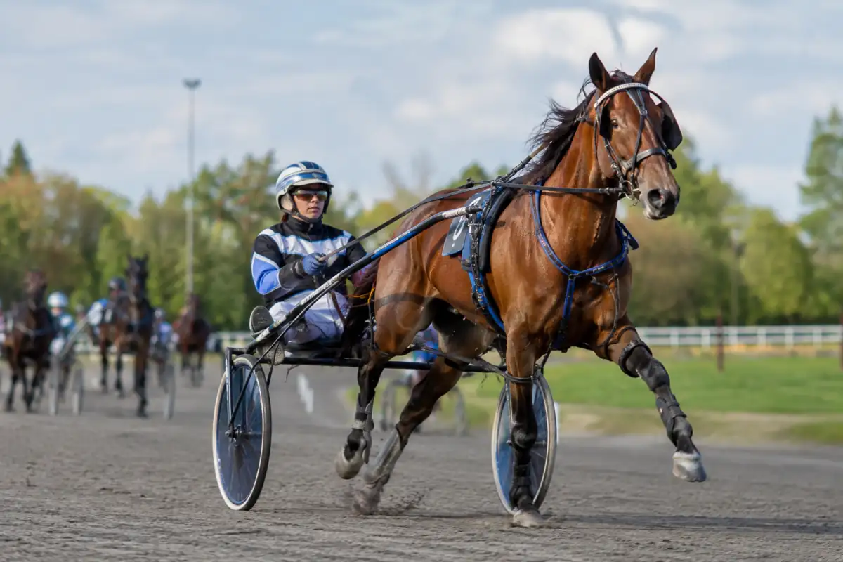 Course de pacing sur une piste ovale : un driver en casque conduit un cheval ambleur attelé à un sulky.
