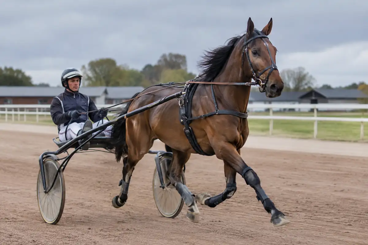 Un driver casqué conduit un cheval au trot attelé dans un sulky sur une piste d’entraînement française.
