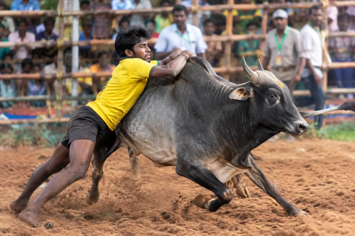 Participant de jallikattu tentant de s’agripper à la bosse d’un taureau dans une arène extérieure du Tamil Nadu.