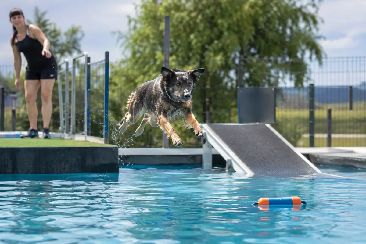 Un chien s’élance d’un quai vers un jouet flottant lors d’une séance de plongeon canin dans un bassin sécurisé.
