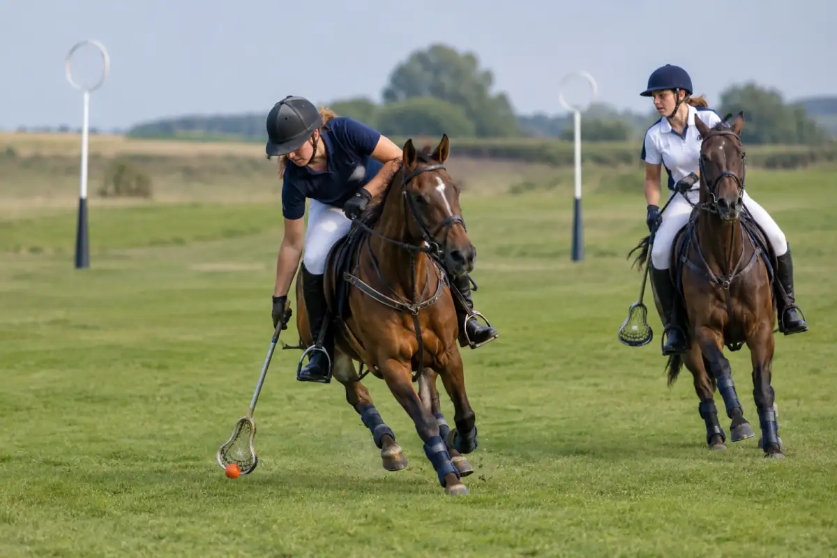 Un joueur de polocrosse à cheval ramasse une balle au filet de sa raquette sur un terrain extérieur.