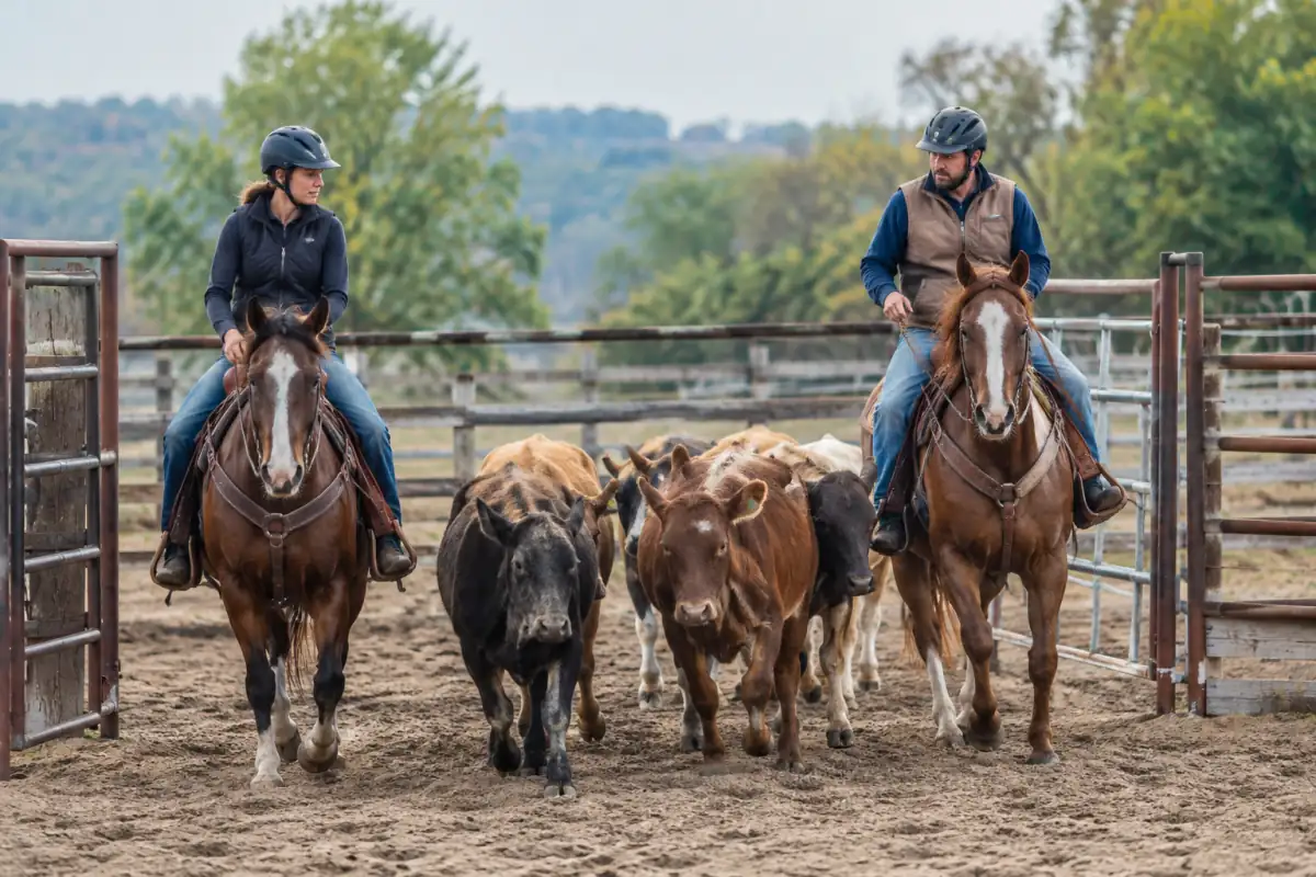Deux cavaliers en selle western trient des bovins entre deux enclos lors d’une séance de ranch sorting.