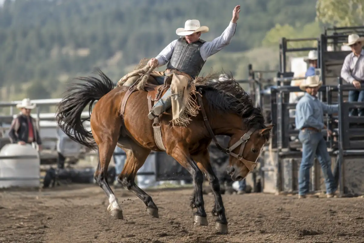 Saddle bronc riding : un cavalier tient la rêne d’une main tandis qu’un cheval équipé d’une selle de rodéo rue dans l’arène.