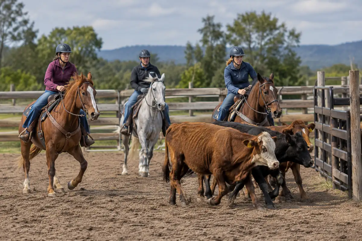 Trois cavaliers en tenue western rassemblent des bovins vers un enclos pendant une épreuve de team penning en carrière.