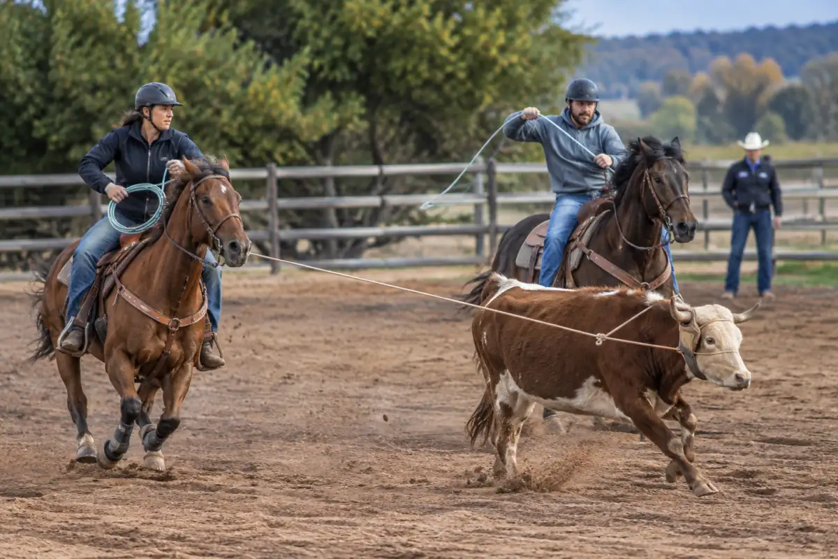 Deux cavaliers pratiquent le team roping dans une carrière, l’un visant la tête du bovin et l’autre ses pattes arrière.